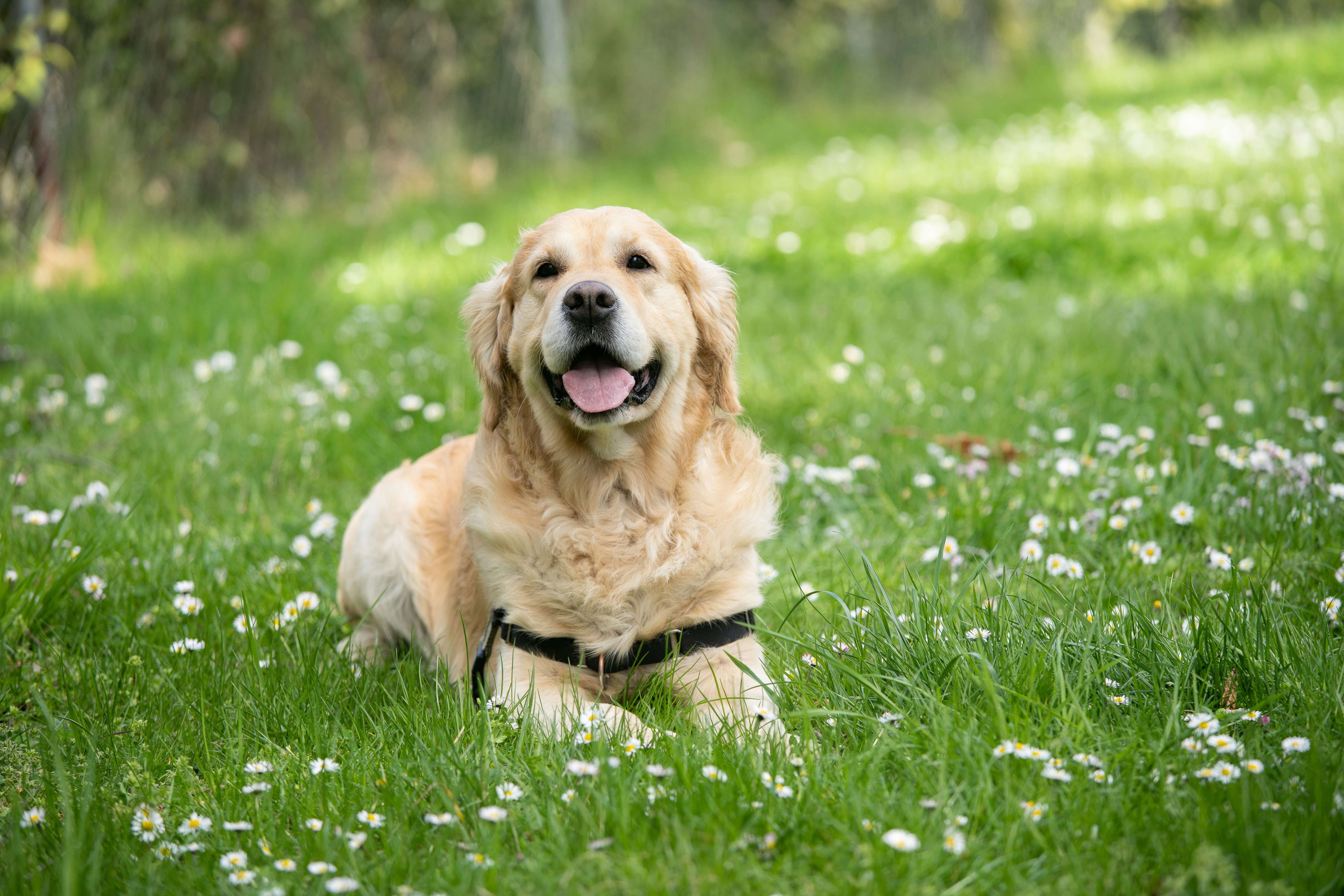 dog in the yard