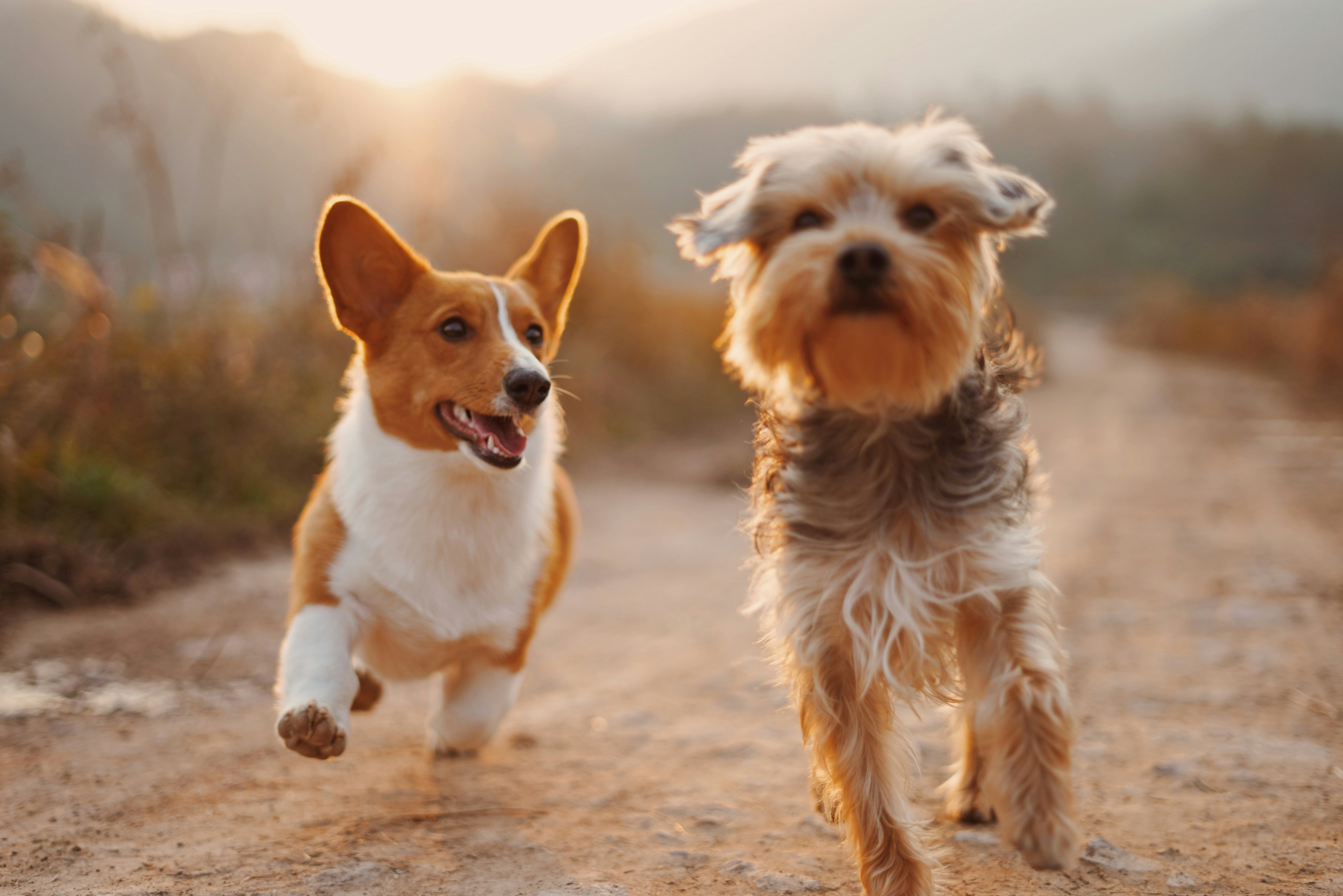 dogs on their walk