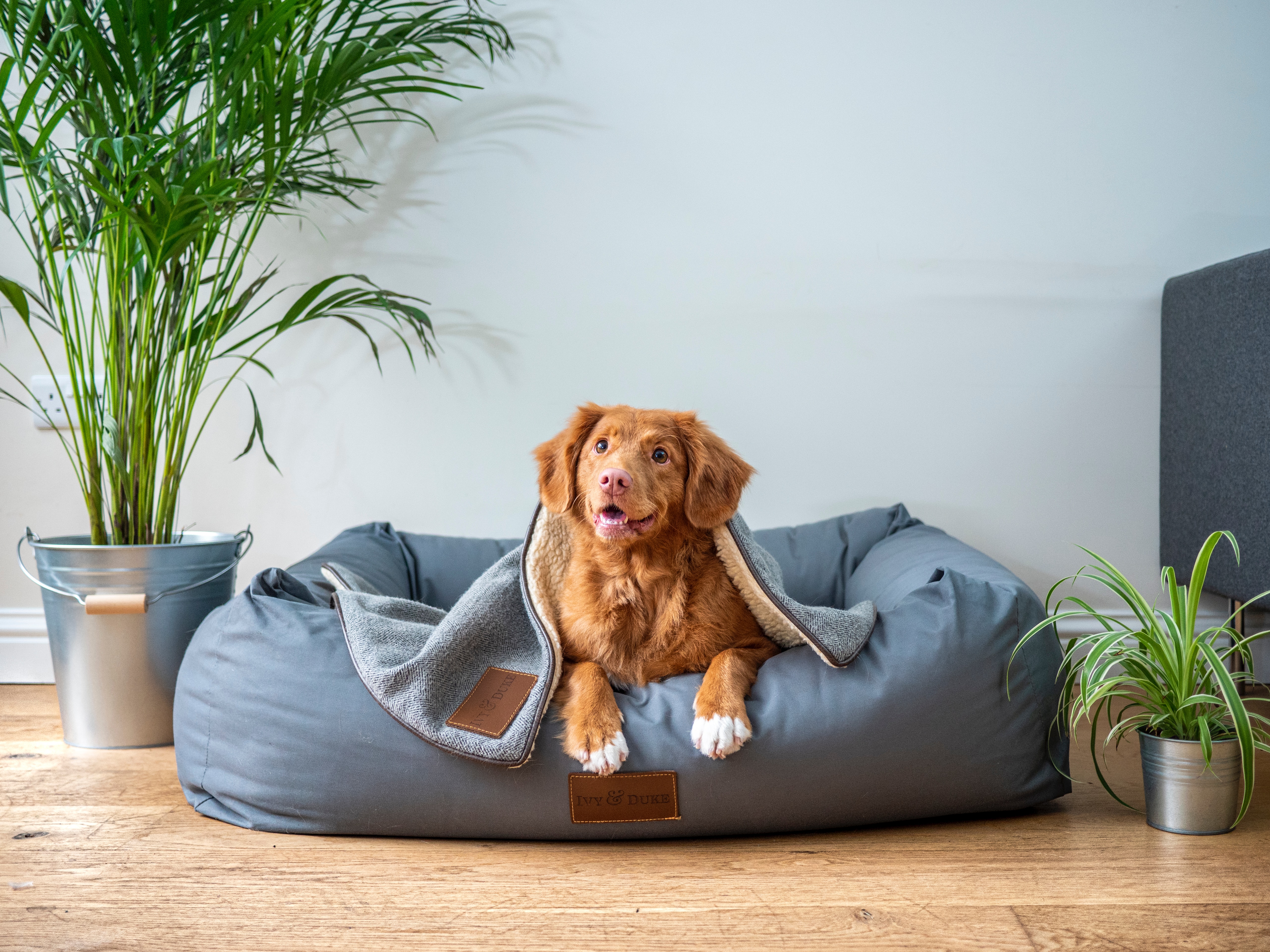 dog in the bed