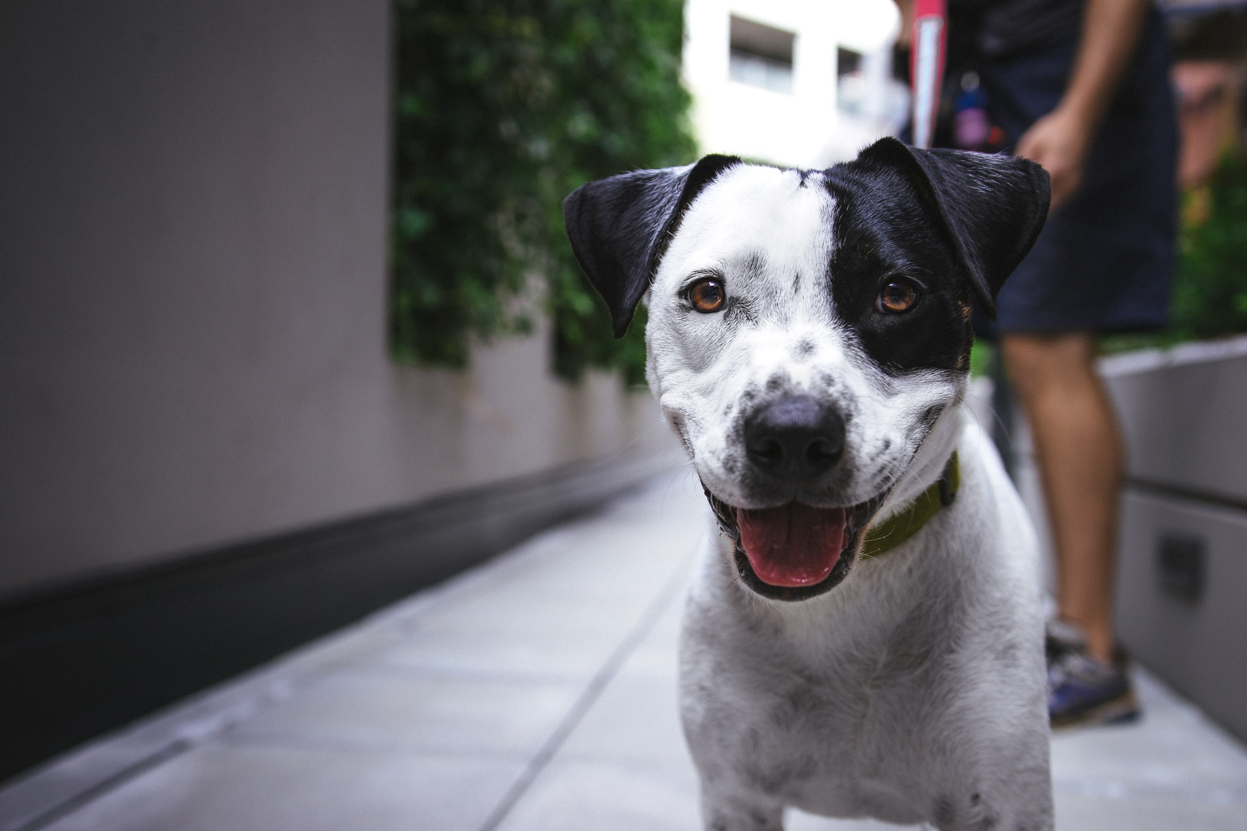 dog on the walk