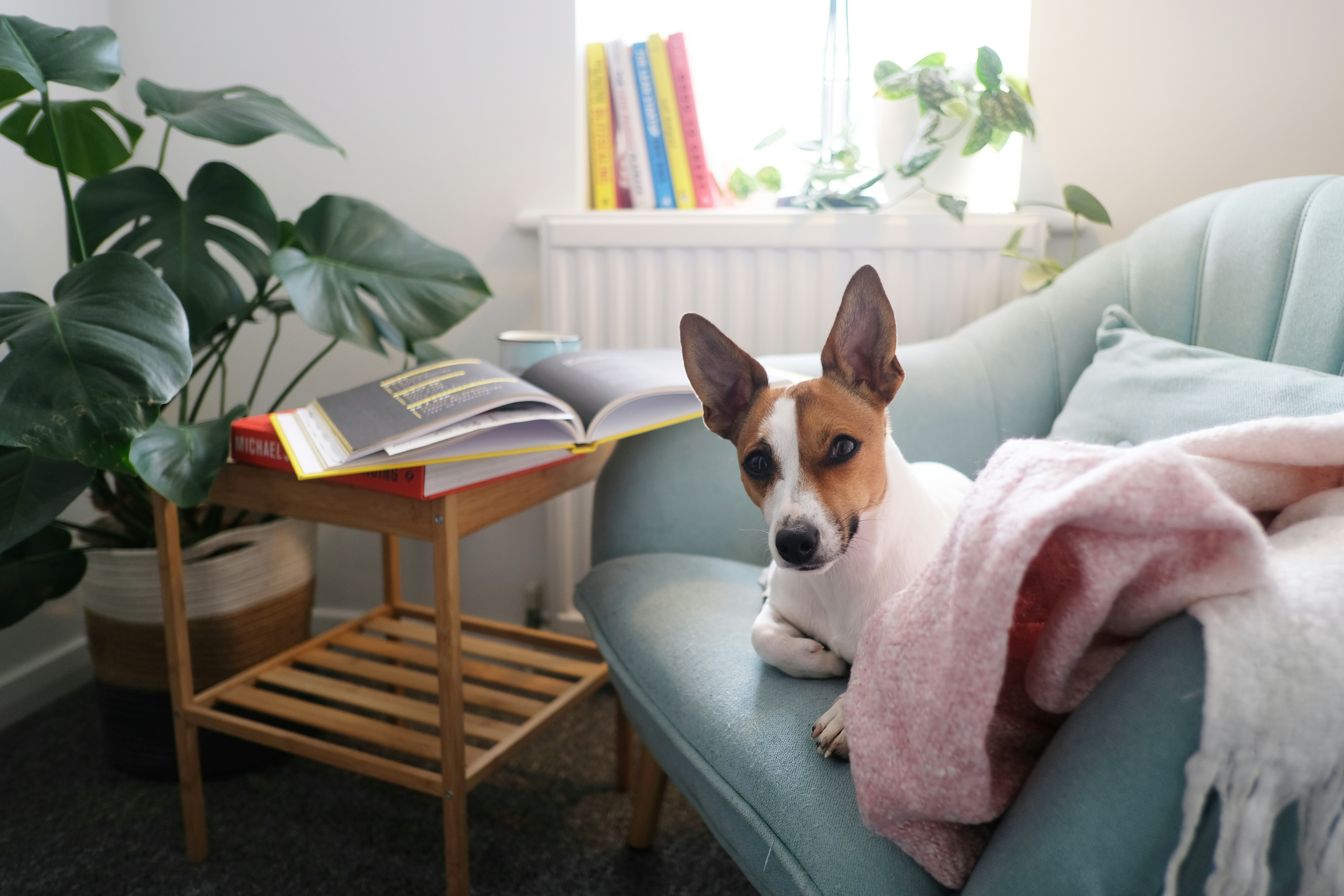 dog on the chair